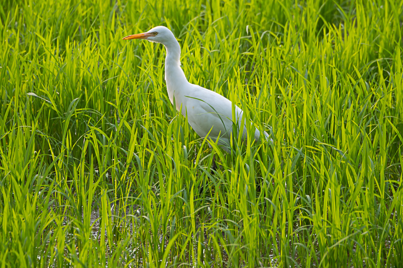 Oostelijke Koereiger